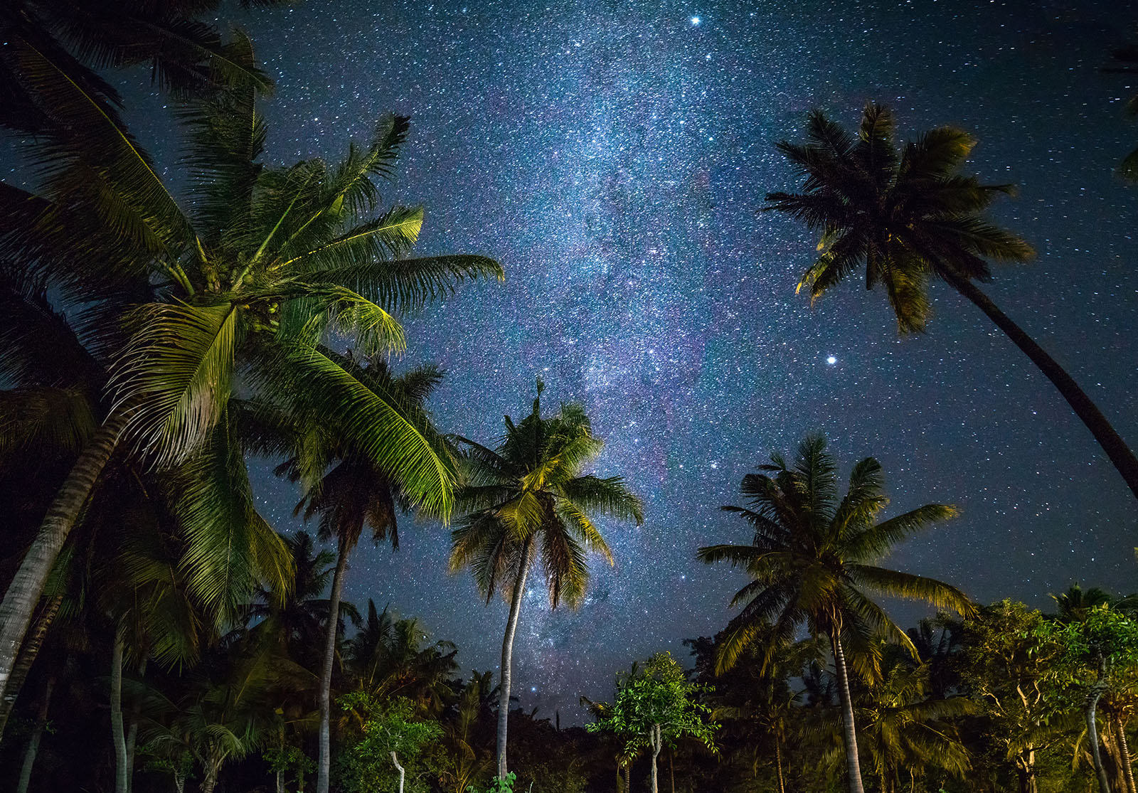 Palmen vor Nachthimmel mit Milchstraße